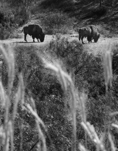 Buffalo Grass B&W