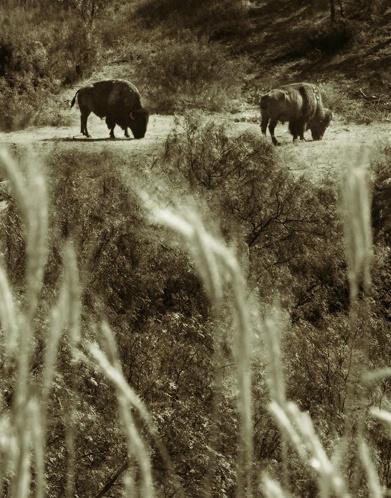 Buffalo Grass Sepia