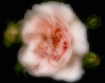 Evelyn's Rose