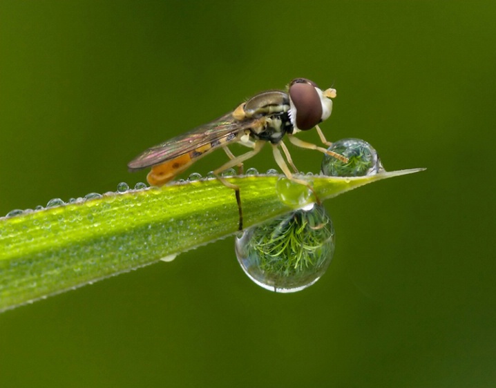 Hoverfly