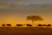 Amboseli Dawn