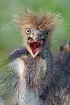 Hungry Heron Hatc...