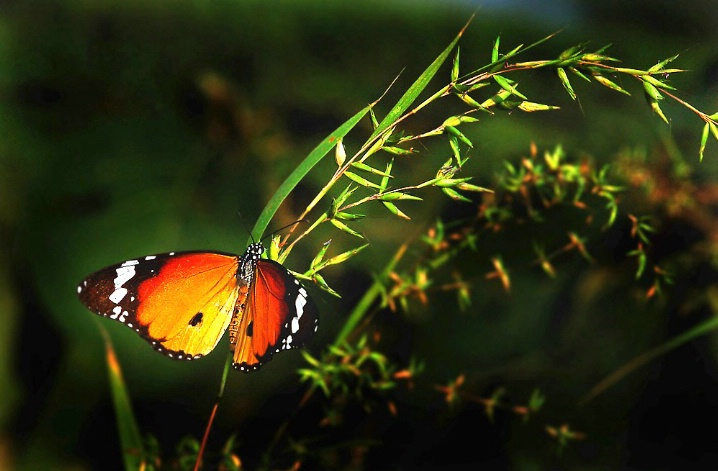 Butterfly - ID: 6468278 © VISHVAJIT JUIKAR