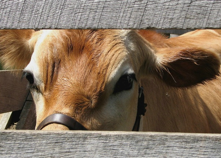 Calf Peeking