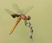 Red Saddlebags