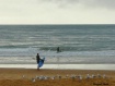 A Flock Of Seagul...