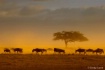 Amboseli Dawn