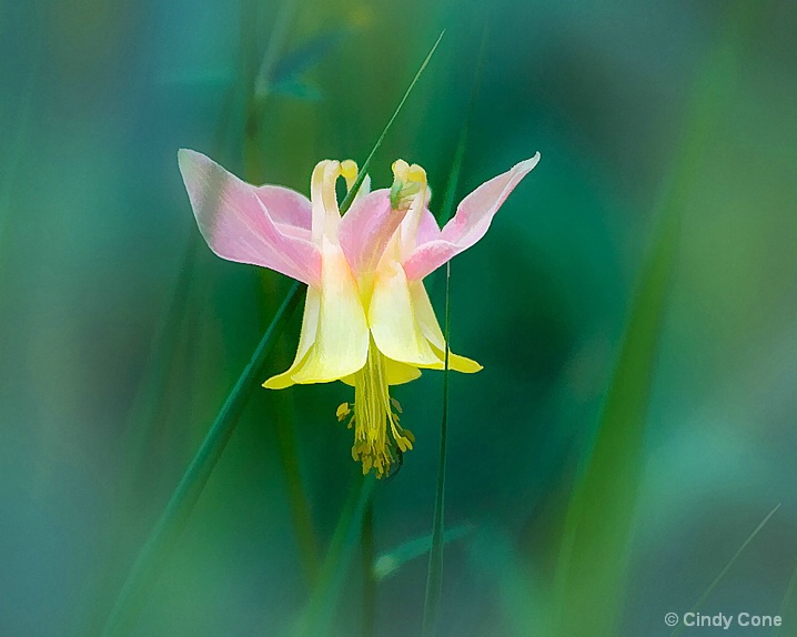 Columbine