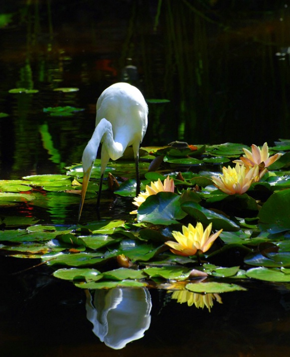 Pond Fishing