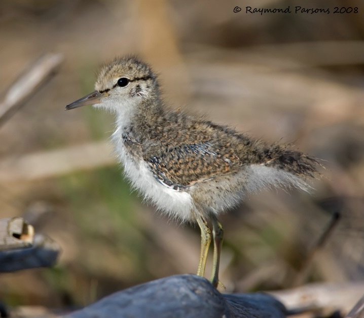 Spotted Sandpiper Chick