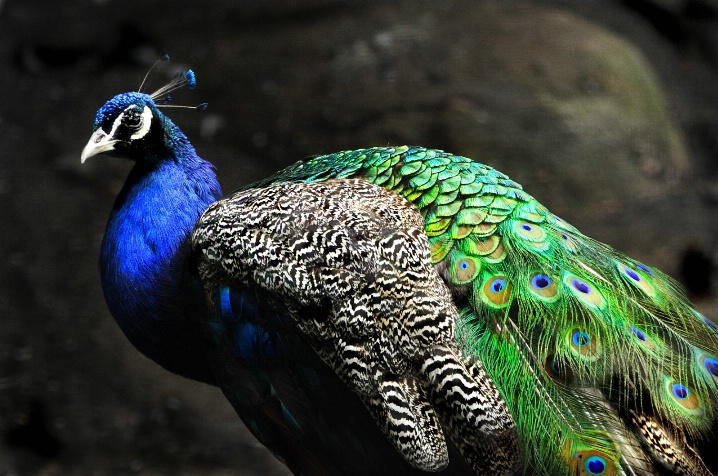 pretty as a peacock