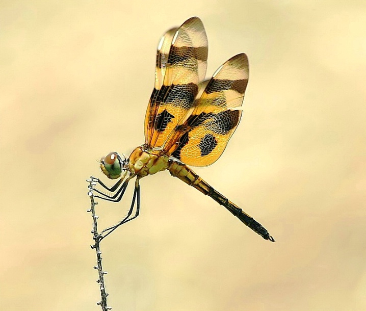 Halloween Pennant