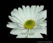Fresh As A Daisy