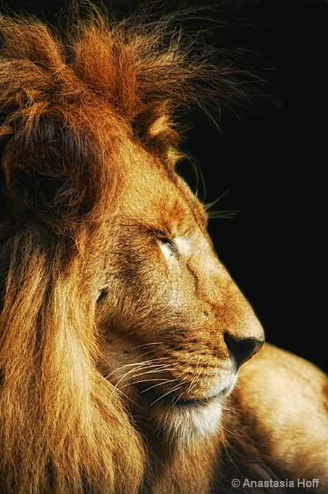 Profile of a King