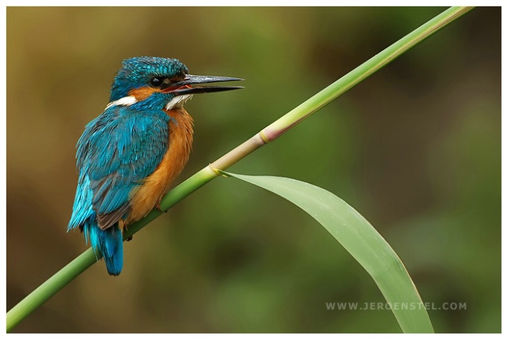 Yet another Kingfisher