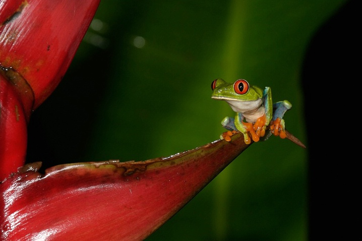 Red Eyed Tree Frog and Heliconia