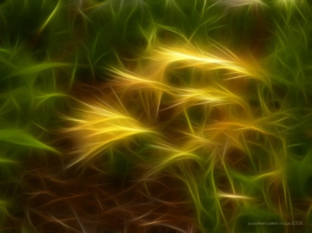 Glowing Grass