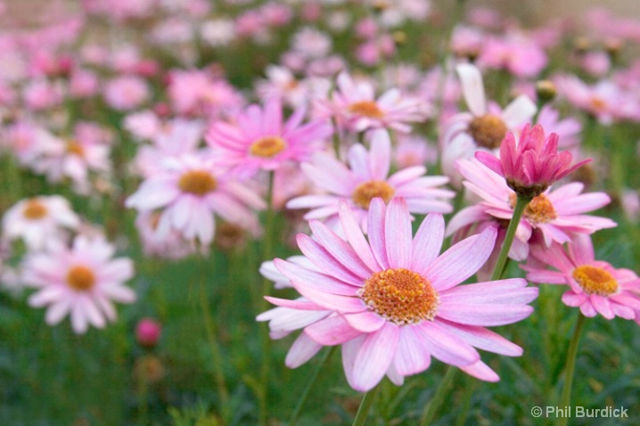Pretty Pink - ID: 6485696 © Phil Burdick