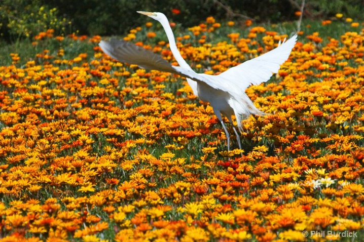 Take Off - ID: 6485698 © Phil Burdick