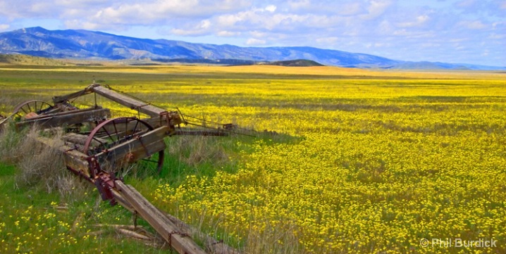 Gold Fields - ID: 6486094 © Phil Burdick