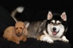 Morgan and Lucky