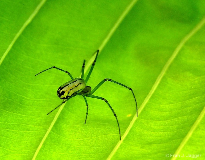 Garden Spider Delight