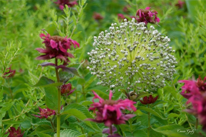 wildflowers