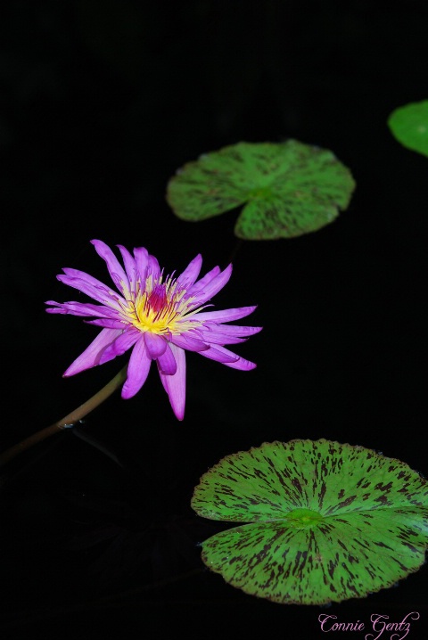 Water Lily II