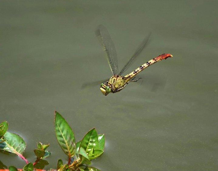 Jade Clubtail