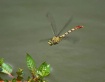 Jade Clubtail