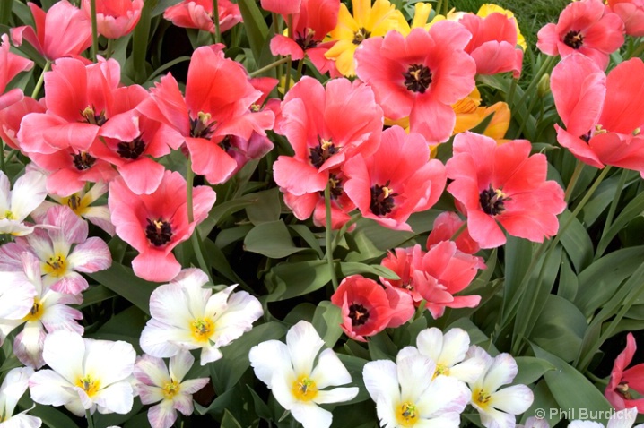 spring__bouquet - ID: 6489031 © Phil Burdick