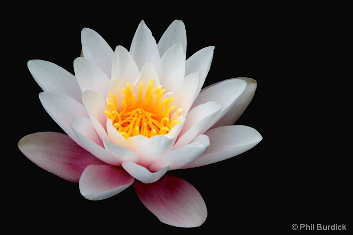 lotus_pond-lily - ID: 6489112 © Phil Burdick