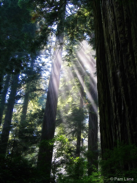 Redwood sunlight