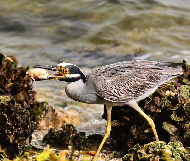 Yellow crowned night heron with crab 
