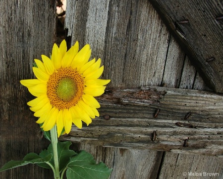 Sunflower By The Fence