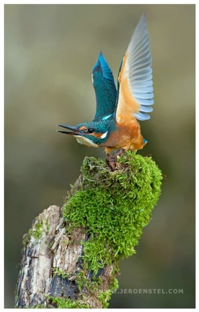 Kingfisher Puberty