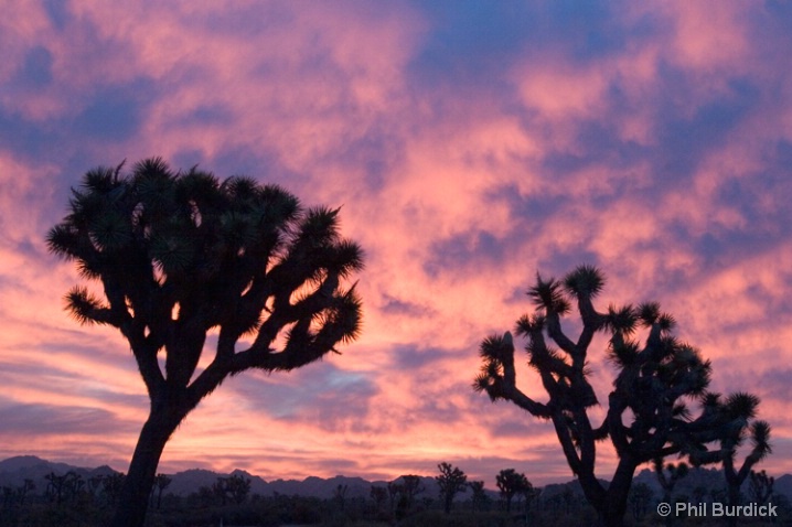 joshua_tree_sunrise - ID: 6494625 © Phil Burdick