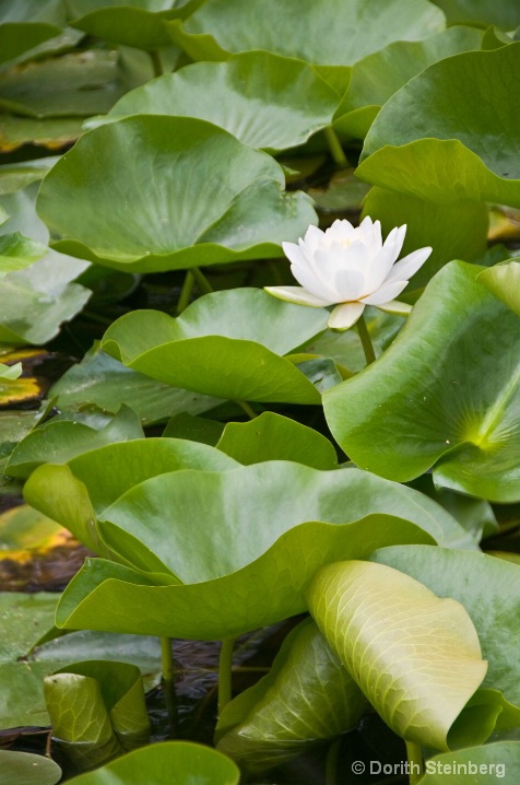 waterlily combined for dop