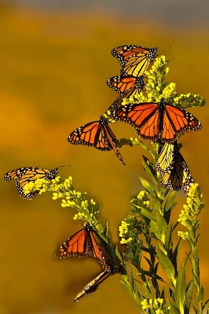 Last of the Monarchs