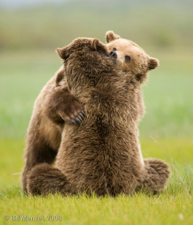 True Meaning to a Bear Hug