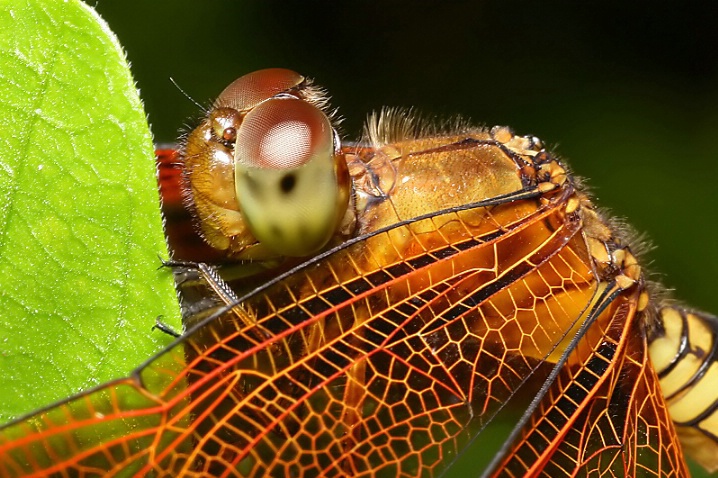 Dragonfly Profile