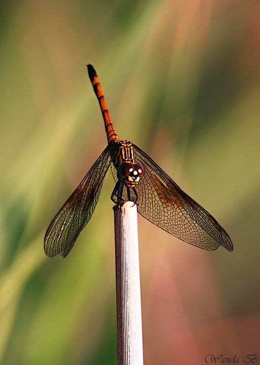 Dragonfly V