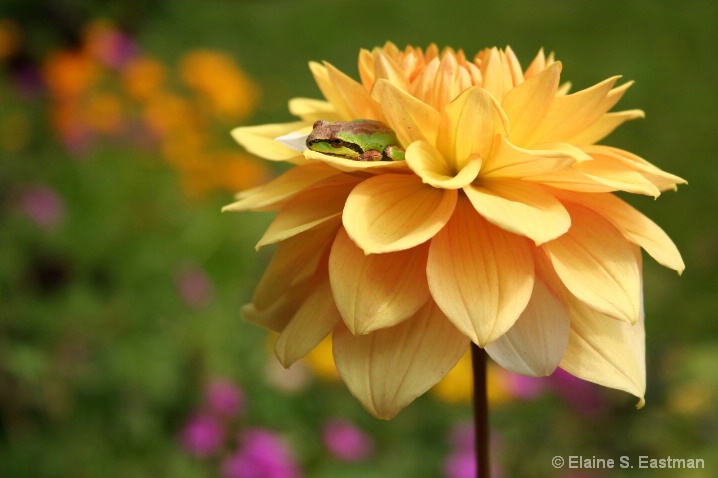 Dahlia Frog