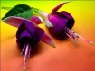 ___ Princess Earr...