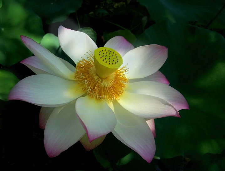 American Lotus