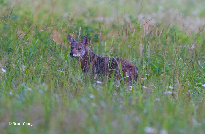 Lonesome Coyote, Cades Cove, TN - ID: 6507640 © Richard S. Young