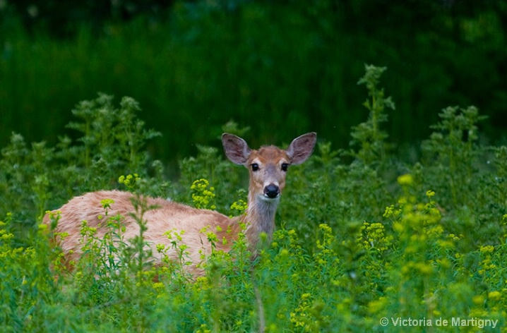 White-tailed Deer, Ecomuseum (Montreal, QC)