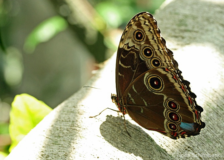 brown_butterfly_copy