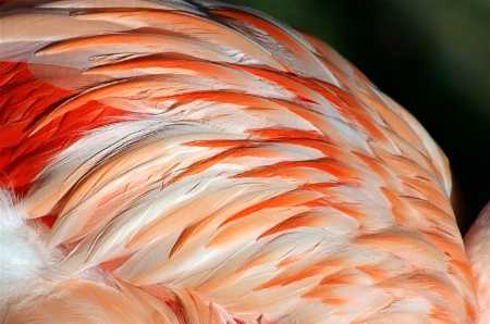 Pink Plumes