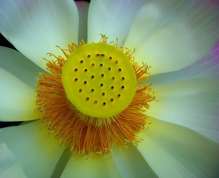 Lotus up Close